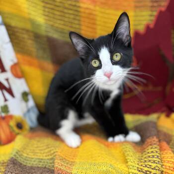 Rescue Tuxedo Cats for Adoption in Mount Vernon, Illinois - Gummy Worm | PetCurious