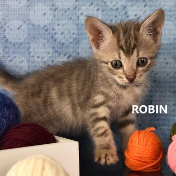 Robin -  Domestic Short Hair Cat for Adoption in Yuma, Arizona - Robin | PetCurious
