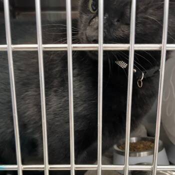 Boo -  Domestic Short Hair Cat for Adoption in Port Charlotte, Florida - Boo | PetCurious