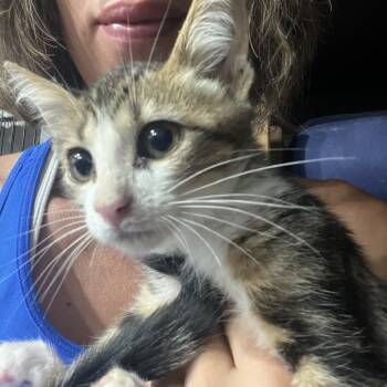 Rescue Domestic Short Hair Cats for Adoption in Aledo, Texas - Yota | PetCurious