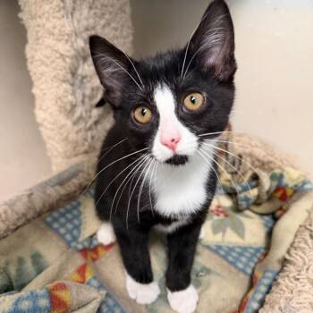 Lentil -  Domestic Short Hair Cat for Adoption in Milford, Iowa - Lentil | PetCurious