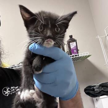 Vivi -  Domestic Medium Hair Cat for Adoption in Yuma, Arizona - Vivi | PetCurious