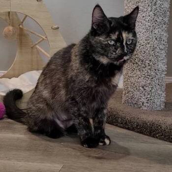 Domestic Short Hair Cats Available for Adoption in Garfield, Arkansas - Soup | PetCurious