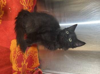 Milford Cubicle -  Domestic Long Hair Cat for Adoption in Grand Rapids, Michigan - Milford Cubicle | PetCurious