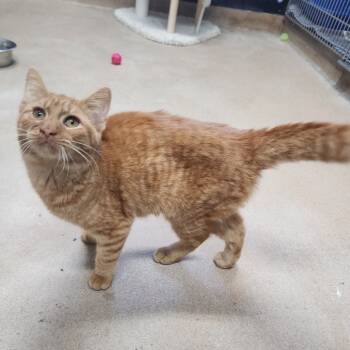 Rescue Domestic Short Hair Cats for Adoption in Dixon, Illinois - Ichigo | PetCurious