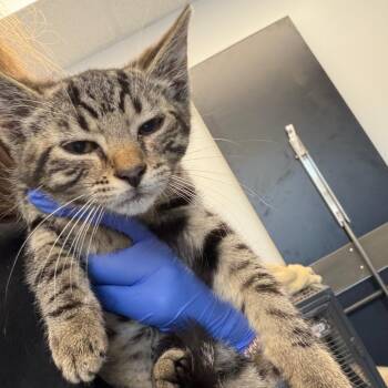 Dynamite -  Domestic Short Hair Cat for Adoption in Watertown, New York - Dynamite | PetCurious