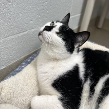 Domestic Short Hair Cats Available for Adoption - Spudge (Bonded W/ Celia) | PetCurious