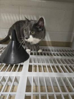 BOOTS -  Domestic Short Hair Cat for Adoption in Derwood, Maryland - BOOTS | PetCurious