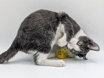 Louey -  Domestic Short Hair Cat for Adoption in Powell, Ohio - Louey | PetCurious