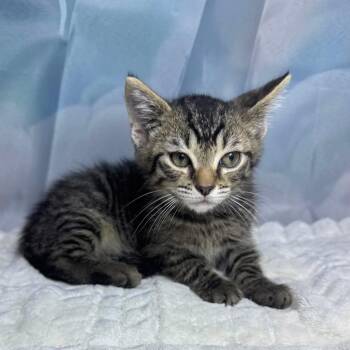 Hershey -  Tabby and Domestic Short Hair Cat for Adoption in Greensburg, Pennsylvania - Hershey | PetCurious