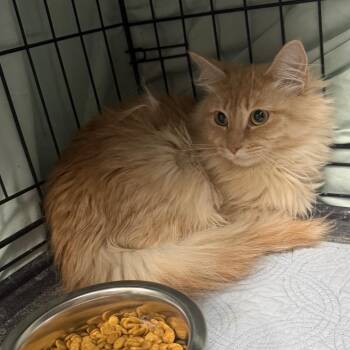 Domestic Short Hair Cats Available for Adoption - Butterscotch | PetCurious