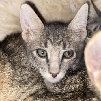 Fudge -  Domestic Short Hair Cat for Adoption in Bentonville, Arkansas - Fudge | PetCurious