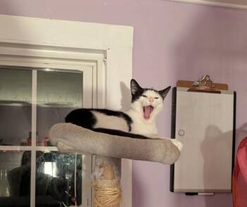 Jeanette -  Domestic Short Hair Cat for Adoption in Greenwich Township, New Jersey - Jeanette | PetCurious