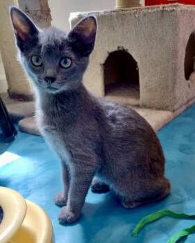 Sassy -  Domestic Short Hair Cat for Adoption in Prescott, Arizona - Sassy | PetCurious