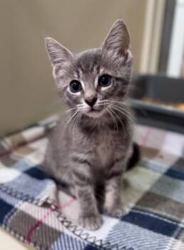 Bandit -  Domestic Short Hair Cat for Adoption in Watkinsville, Georgia - Bandit | PetCurious