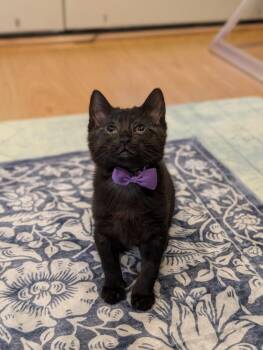 Domestic Short Hair Cats Available for Adoption in Fremont, California - Luisa | PetCurious