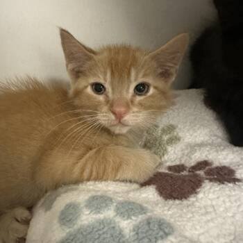 Tennessee -  Domestic Short Hair Cat for Adoption in Walnut Creek, California - Tennessee | PetCurious