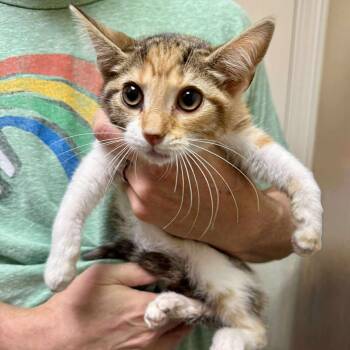 American Shorthair Cats Available for Adoption - Truffle | PetCurious