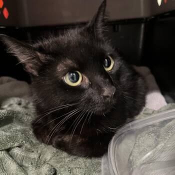 Luna -  Domestic Short Hair Cat for Adoption in Oak Park, Illinois - Luna | PetCurious