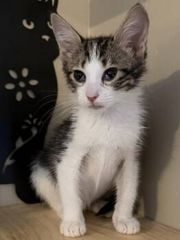 Nolan -  Domestic Short Hair Cat for Adoption in West Palm Beach, Florida - Nolan | PetCurious