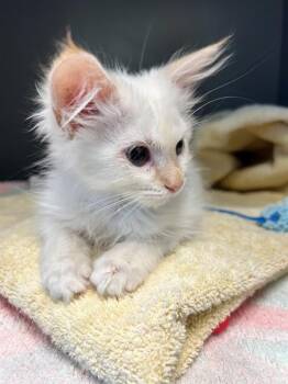 BUSTA LIME -  Domestic Short Hair Cat for Adoption in Leesburg, Virginia - BUSTA LIME | PetCurious