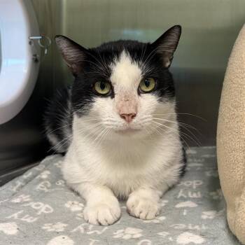 SPIKE -  Domestic Short Hair Cat for Adoption in Barnstable, Massachusetts - SPIKE | PetCurious