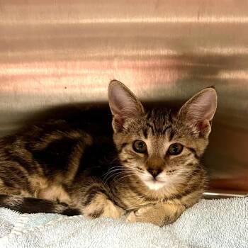 Gingerella -  Domestic Short Hair Cat for Adoption in Seattle, Washington - Gingerella | PetCurious