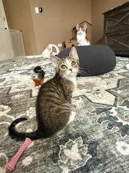 Tabby Cats Available for Adoption - TOMMY | PetCurious