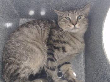 Domestic Short Hair Cats Available for Adoption in Orlando, Florida - A594496 | PetCurious