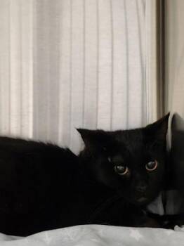 Rescue Domestic Short Hair Cats for Adoption in Renfrew, Pennsylvania - Riddle | PetCurious