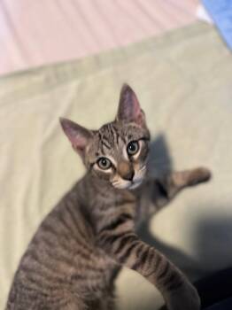 JJ -  Domestic Short Hair Cat Available for Adoption - JJ | PetCurious