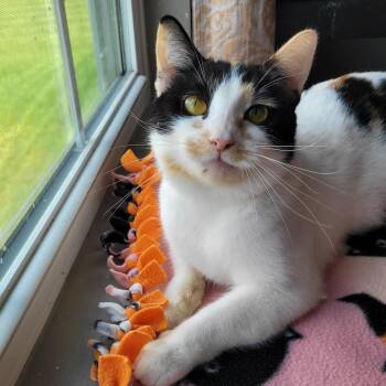Mavis -  Domestic Short Hair Cat for Adoption in Whitestown, Indiana - Mavis | PetCurious