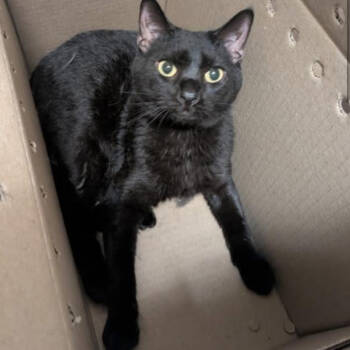 Rescue Domestic Short Hair Cats for Adoption in Granby, Missouri - Kenny AKA Binks | PetCurious