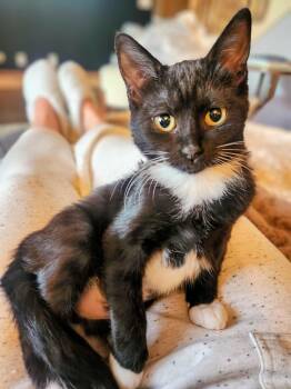 Dory -  Domestic Short Hair Cat for Adoption in Millcreek, Utah - Dory | PetCurious