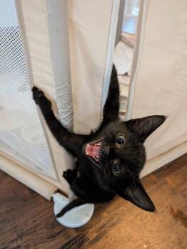 Domestic Short Hair Cats Available for Adoption in San Antonio, Texas - Flannel | PetCurious