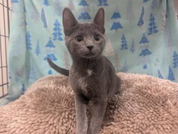 Rescue Domestic Short Hair Cats for Adoption in Medford Lakes, New Jersey - Wisteria | PetCurious