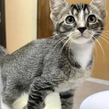 Terrance-4400 -  Domestic Short Hair Cat for Adoption in Tyler, Texas - Terrance-4400 | PetCurious