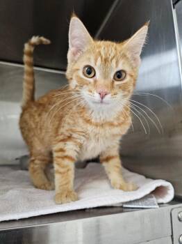 Domestic Short Hair Cats Available for Adoption - Scarlett | PetCurious