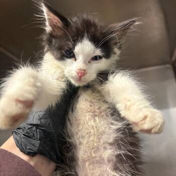 Taylor Swift -  Domestic Short Hair Cat for Adoption in Huntington, West Virginia - Taylor Swift | PetCurious