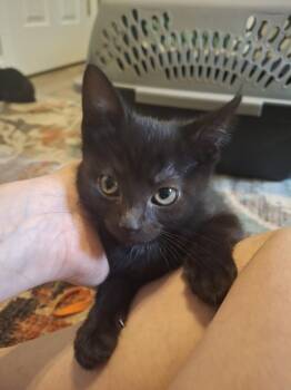 Domestic Short Hair Cats Available for Adoption in West Peoria, Illinois - Schnitzel B. (black Female) (yellow Collar) | PetCurious