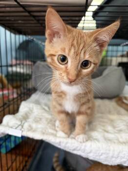 Kolby JN -  Domestic Short Hair Cat for Adoption in Greenville, South Carolina - Kolby JN | PetCurious