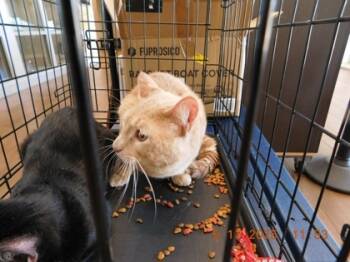 Rescue Domestic Short Hair Cats for Adoption in North Richland Hills, Texas - Simba | PetCurious