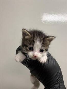 Domestic Short Hair Cats Available for Adoption in Ontario, California - TWINKIE - IN FOSTER | PetCurious