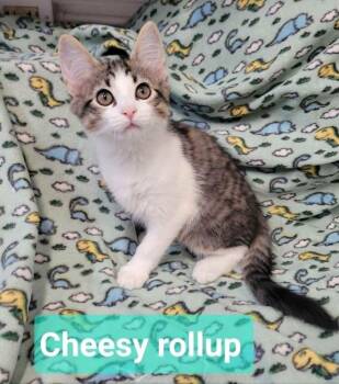 Cheesy rollup -  Domestic Medium Hair Cat for Adoption in Richmond, Indiana - Cheesy Rollup | PetCurious