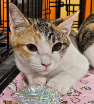 Rescue Calico Cats for Adoption in Plano, Texas - Jazzy | PetCurious