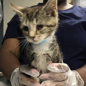 Blueberry -  Domestic Short Hair Cat for Adoption in Newark, New Jersey - Blueberry | PetCurious