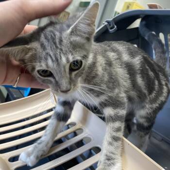 Gatsby -  Domestic Short Hair Cat for Adoption in Dickinson, Texas - Gatsby | PetCurious
