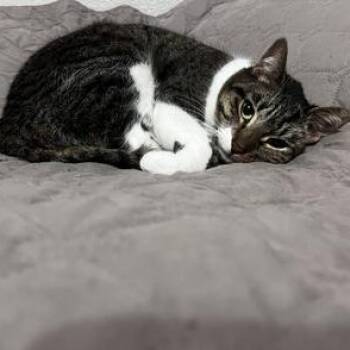 Rescue Domestic Short Hair Cats for Adoption in Liverpool, Texas - Susie | PetCurious