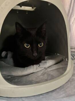 Mr Meow Meow -  Domestic Short Hair Cat for Adoption in Marietta, Georgia - Mr Meow Meow | PetCurious