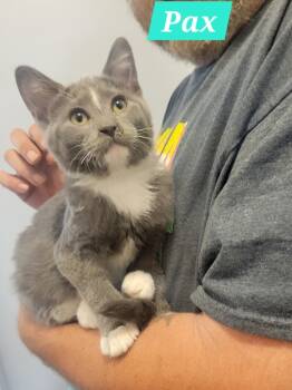 Rescue Domestic Short Hair Cats for Adoption in Ogden, Utah - Pax | PetCurious